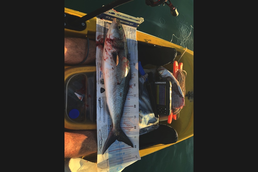 Mark Piskulic caught this 55cm Kahawai at Northland during The Export NZ Fishing Competition